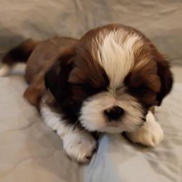 Sweet pea - Liver and white female Shih Tzu puppy in Browns Summit, North Carolina from Lisa's Shih Tzus