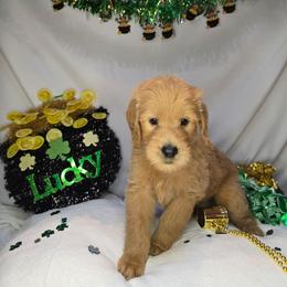 Eddie - Apricot male Goldendoodle puppy in Georgetown, Tennessee from Georgetown Designer & Purebred Puppies