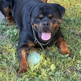 Rottweiler puppies from World Class Rottweilers And French bulldogs