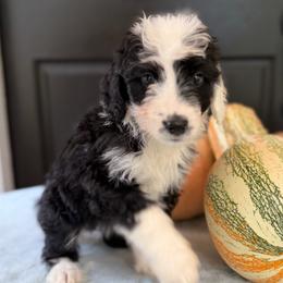Lagoon - Black and white female Bernedoodle puppy in Russellville, Arkansas from Crossgate Doodles