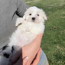 Girl 4 - female Coton de Tulear puppy in Warrenton, Virginia from Four Lochs LLC