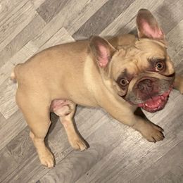 Mac - French Bulldog