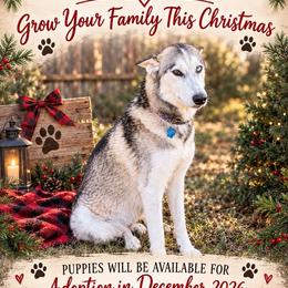 Siberian Husky puppies from Husky Love and Pups