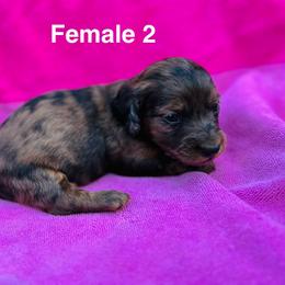 Lana - Dapple female Dachshund puppy in Randleman, North Carolina from Deep River Aussies and Dachshunds