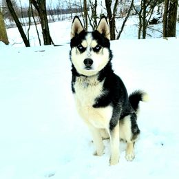 Nuq - Siberian Husky