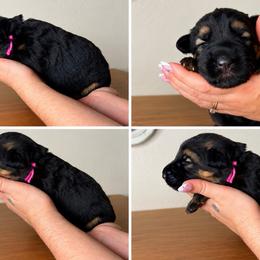 Quella - Black and tan female German Shepherd puppy in Florida from Best Shepherds