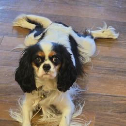 Jersey - Cavalier King Charles Spaniel