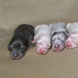 Dachshund Puppies from Doxie Waggin Tails