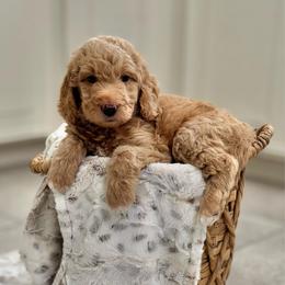 Harmony Bear- Light Purple Collar - Apricot female Goldendoodle puppy in Bay City, Texas from Charming Doods Goldendoodles