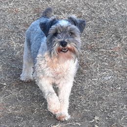 Miniature Schnauzer All Grown Up from Rufus's Raiders
