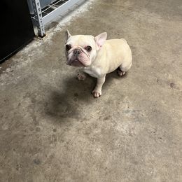 Amara - Cream female French Bulldog puppy in Oxnard, California from Golden Star Frenchies