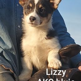 American Corgi and Pembroke Welsh Corgi Puppies from Sunray Ranch