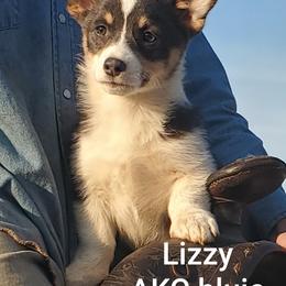 American Corgi and Pembroke Welsh Corgi Puppies from Sunray Ranch