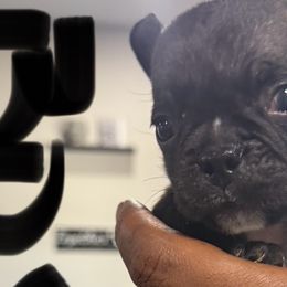 French Bulldogs from West Coast Bullies & Frenchies