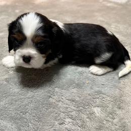 Boy 1 - Tri-color male Cavalier King Charles Spaniel puppy in Clintonville, Wisconsin from Whispering Meadows Performances Horses and Cavalier King Charles Spaniels