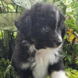 Scooter - Black tri male Miniature Australian Shepherd puppy in Bethel Springs, Tennessee from Debbie Young
