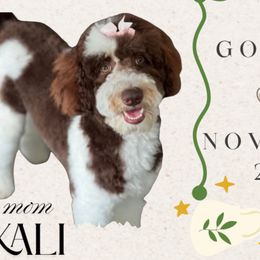 Kali - Goldendoodle