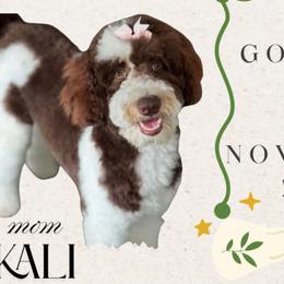 Kali - Goldendoodle