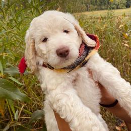 Annabel- dark pink - Cream female Goldendoodle puppy in Carlton, Minnesota from Lakeside Doodles MN