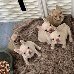 French Bulldog Puppies from Avelar’s Top Shelf Frenchies