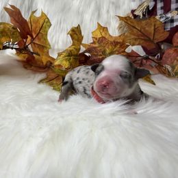 Bones - Blue merle male Miniature Australian Shepherd puppy in Lubbock, Texas from Baby Storm Kennels