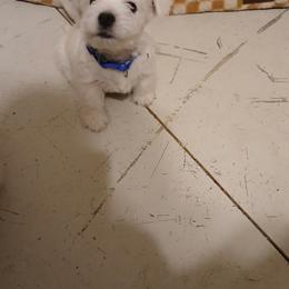 West Highland White Terrier Puppies from Wagglesworth Westies