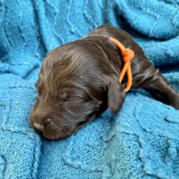 Australian Labradoodle Puppies from Salona- Australian Labradoodles of North America