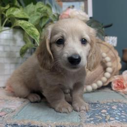 Nolan - Cream male Dachshund puppy in Thomaston, Georgia from UGG Ranch