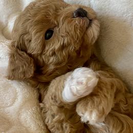 Boots - Apricot male Maltipoo puppy in Wickenburg, Arizona from Little Loves Maltipoos
