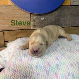 First Pick - Golden male Golden Retriever puppy in Kimberly, Idaho from Burr Oak Hills Kennel
