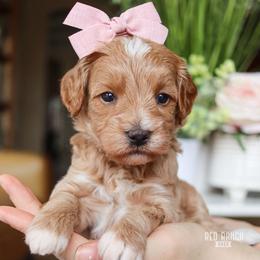 April - Apricot female Goldendoodle puppy in Salado, Texas from Red Ranch Dogs