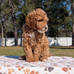 Chance - Goldendoodle puppy from Bundle of Joy Doodles