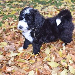Duke - Black and white Bernedoodle puppy in Fargo, North Dakota from Belly Rubs