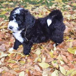 Duke - Black and white Bernedoodle puppy in Fargo, North Dakota from Belly Rubs