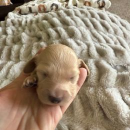Cream Girl - Cream female Dachshund puppy in Swanton, Ohio from Mighty But Mini Dachshunds