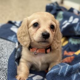 Opal - Cream female Dachshund puppy in Wharton County, Texas from Country Bumpkins