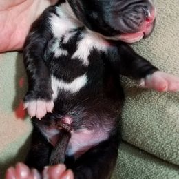 Boxer Puppies from Winchester Boxers