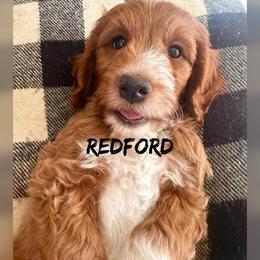 Redford - Red  male Goldendoodle puppy in Glendale, Arizona from Follow Your Bliss Doodles
