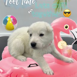 German Shepherd Puppies from Devon Rugerio's German Shepherds