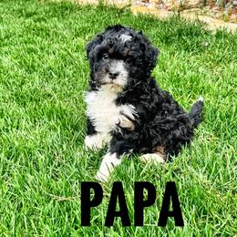 Papa - Black and white male Bernedoodle puppy in Bountiful, Utah from Red Brick Doodles
