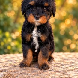Cleo - Tri-color female Bernedoodle puppy in Greenville, Texas from Doodles of Promise