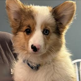 Cosmo - Sable merle and white male American Corgi puppy in Noblesville, Indiana from Lunar Lane Corgis