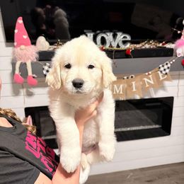 Dove (Light Pink Collar) - Golden Golden Retriever puppy in Jacksonville, Florida from River City Golden Retrievers