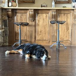Thea - Bernese Mountain Dog