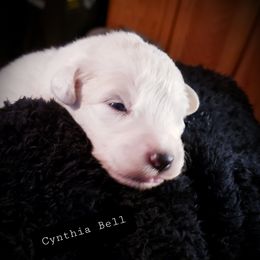 3 picks available - White female Great Pyrenees puppy in Yucaipa, California from Rusty Horse Ranch Great Pyrenees