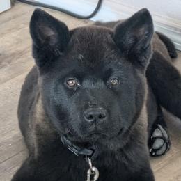 Cooper - Akita