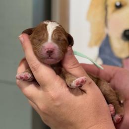 Girl 4 - Red  female Goldendoodle puppy in Wharton, Texas from Little Fur Friends