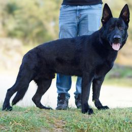 Kylo - German Shepherd