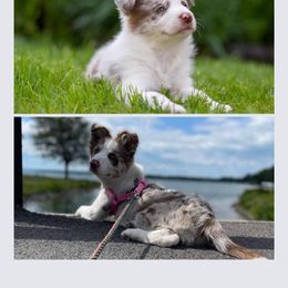 Border Collie All Grown Up from Dual Traxx Border Collies