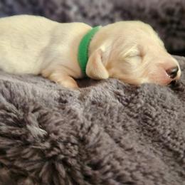 Green collar - Cream male Dachshund puppy in Pasco, Washington from Loyal Lil Dachshunds